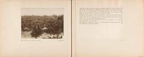 Pages 156 and 157 of photo book of the General Association of Rubber Planters on the East Coast of Sumatra (AVROS), JW Meyster, c. 1924 - c. 1925 Canvas Print