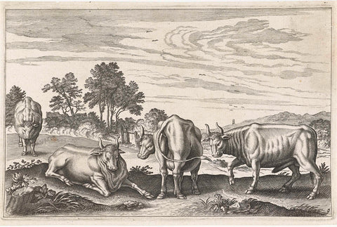 Cattle, Adriaen Collaert, 1628 - 1679 Canvas Print