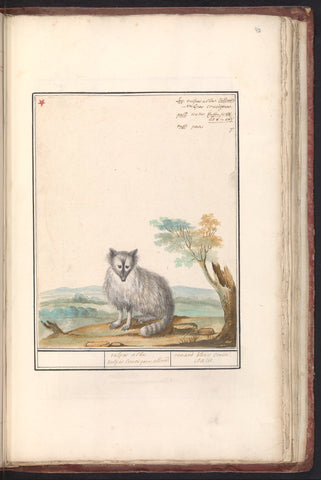 Vos (Vulpes vulpes), Jacob Goethals (possibly), 1790 - 1814 Canvas Print