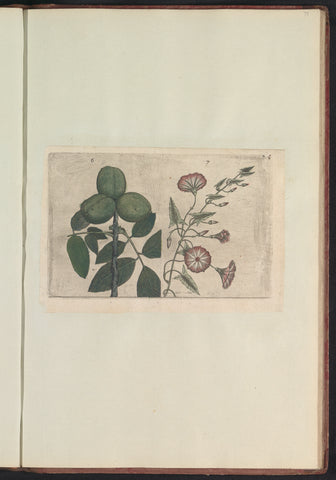 Walnut (Juglans regia) en akkerwinde (Convolvulus arvensis), anonymous, 1640 Canvas Print