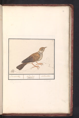 Lark (Alaudidae), Anselmus Boëtius de Boodt, 1596 - 1610 Canvas Print