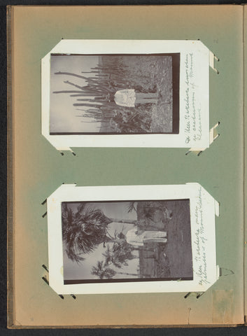 Man at cacti on Mount Pleasant, anonymous, c. 1912 - c. 1913 Canvas Print