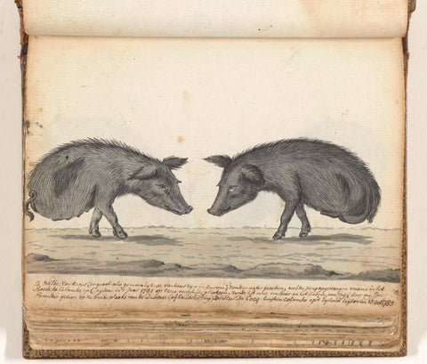 Pigs without hind legs, Jan Brandes, 1785 Canvas Print