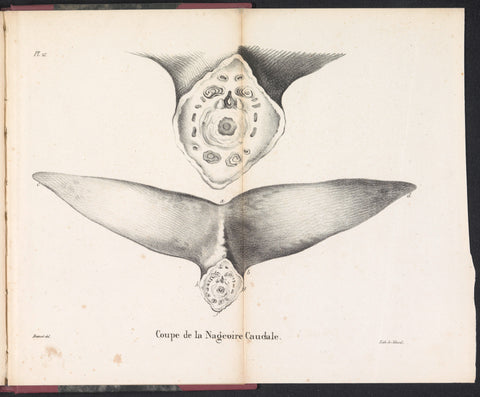 Cross section of the whale's tail fin, 1827, Bossuet, 1828 Canvas Print