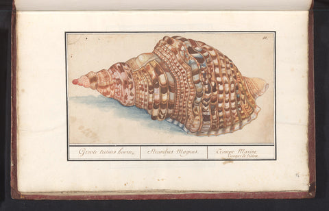 Common tritonshoren (Charonia tritonis), Anselmus Boëtius de Boodt, 1596 - 1610 Canvas Print