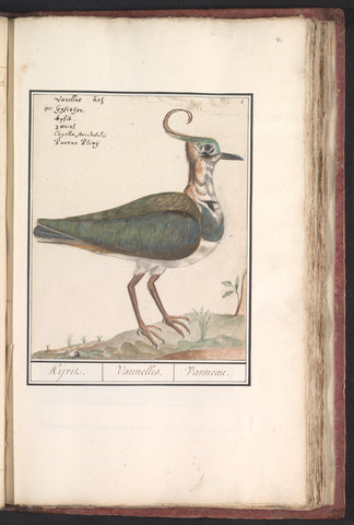 Kievit (Vanellus vanellus), Anselm Boëtius de Boodt, 1596 - 1610 Canvas Print