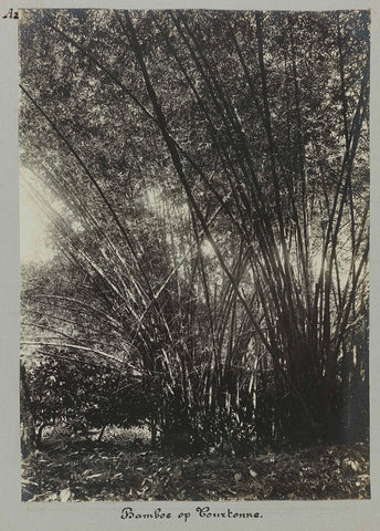 Bamboo on Tourtonne, Hendrik Doijer (attributed to), 1906 - 1913 Canvas Print