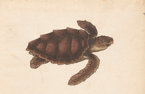 Sea turtle, anonymous, 1560 - 1585 Canvas Print