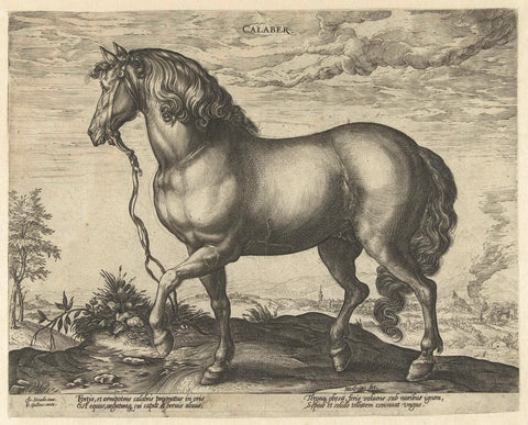 Horse from Calabria, Hendrick Goltzius, 1577 - 1581 Canvas Print