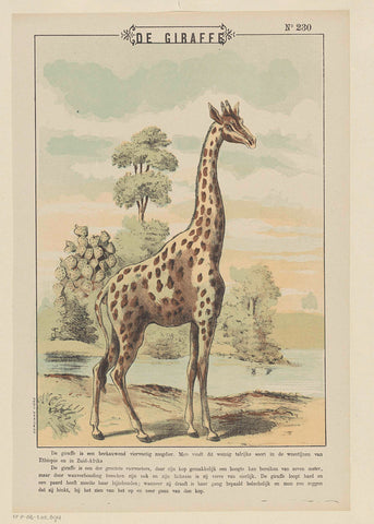 The giraffe, Gordinne, 1894 - 1959 Canvas Print