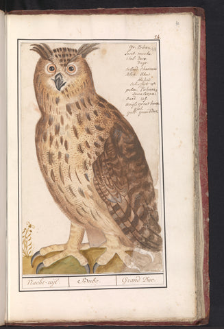 Uhu (Bubo bubo), Anselm Boëtius de Boodt, 1596 - 1610 Canvas Print