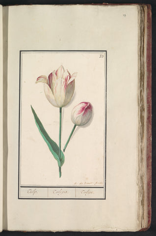 Tulip (Tulipa), Anselm Boëtius de Boodt, 1596 - 1610 Canvas Print