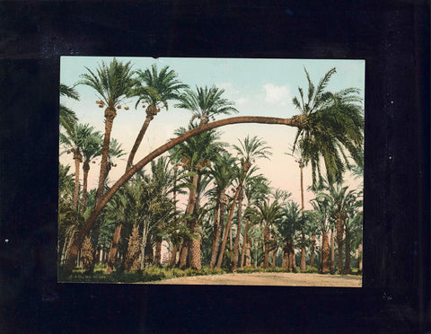 Palm garden of Elche, F & Co., c. 1900 Canvas Print