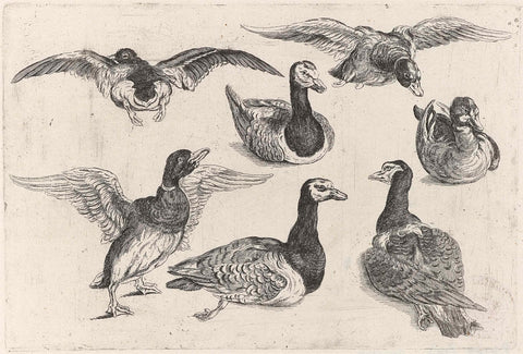 Seven ducks, Wenceslaus Hollar, 1646 - 1647 Canvas Print