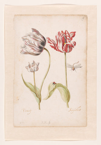 Two Tulips with Insects, Jacob Marrel, 1624 - 1681 Canvas Print