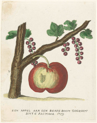 Apple growing to a berry bush, 1759, anonymous, 1759 Canvas Print