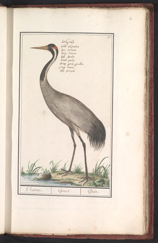 European crane (Grus grus), Anselm Boëtius de Boodt, 1596 - 1610 Canvas Print