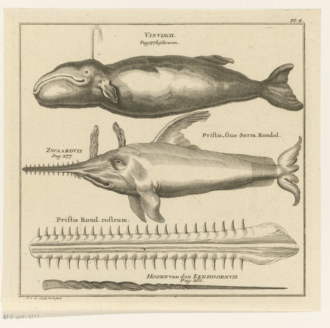 Sperm whale and sawfish, Johannes van der Spyck, 1736 - 1761 Canvas Print