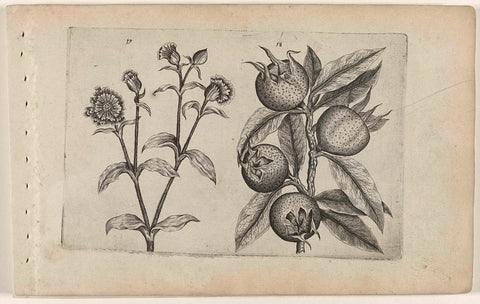 Day cuckoo flower and medlar, Crispijn van de Passe (I) (attributed to), 1600 - 1604 Canvas Print