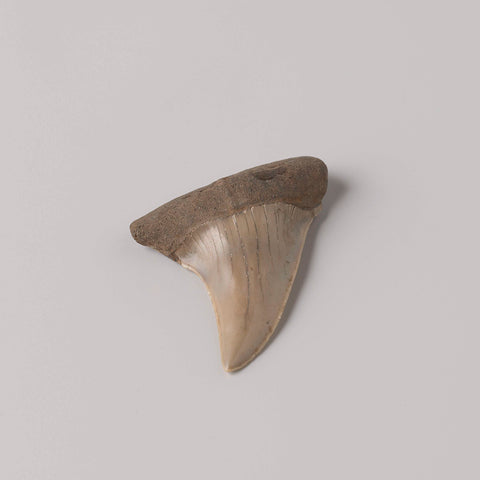 Fossil fish tooth, not applicable, after 3500 - before 4000 Canvas Print