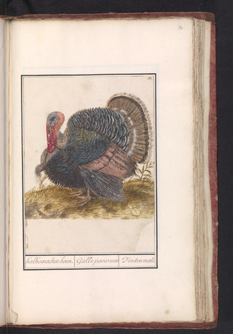 Turkey (Meleagris gallopavo), Anselm Boëtius de Boodt, 1596 - 1610 Canvas Print