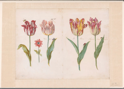 Sheet from a Tulip Book, Jacob Marrel, c. 1640 Canvas Print