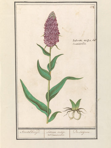 Broad orchis (Dactylorhiza majalis), Anselm Boetius de Boodt, 1596 - 1610 Canvas Print