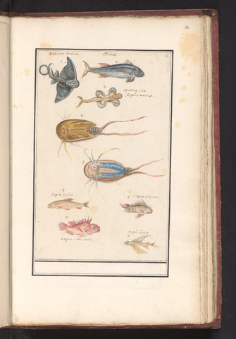 Leaf with seven different fish and a degen crab, Anselmus Boëtius de Boodt, 1596 - 1610 Canvas Print