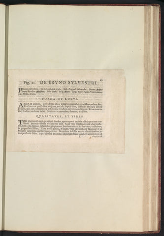 Fig. 21 'De Prvno Sylvestri' in De Boodts herbarium of 1640, Anselmus Boëtius de Boodt, 1640 Canvas Print