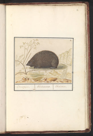 Hedgehog (Erinaceus europaeus), Anselm Boetius de Boodt, 1596 - 1610 Canvas Print