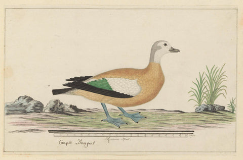 Tadorna cana (South African shelduck or Cape shelduck), Robert Jacob Gordon, 1777 - 1786 Canvas Print