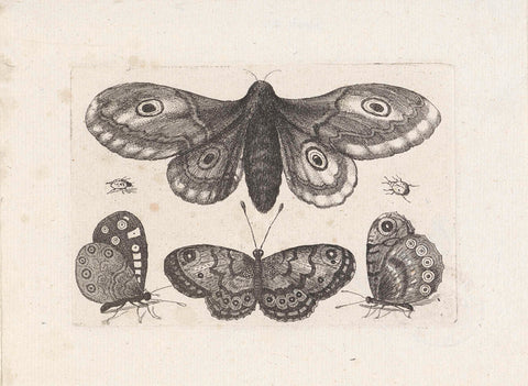 Butterflies, torren and a moth, Wenceslaus Hollar, 1646 Canvas Print