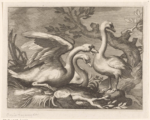 Zwanen, Boëtius Adamsz. Bolswert, 1611 - 1661 Canvas Print