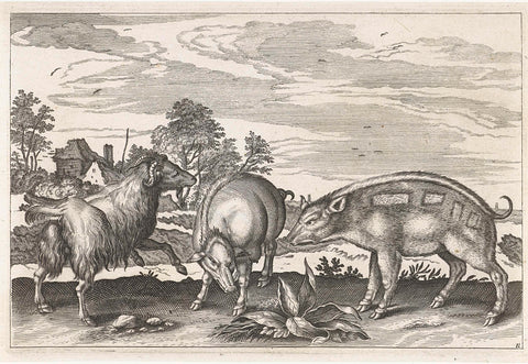 Goat and boars, Adriaen Collaert, 1628 - 1679 Canvas Print