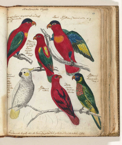 Birds from Ambon, Jan Brandes, 1784 Canvas Print