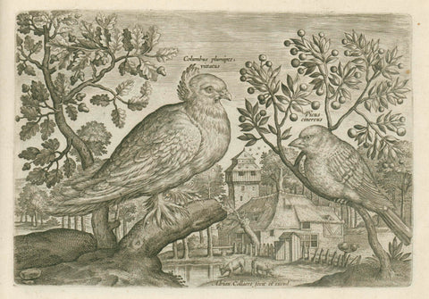 Columbus plumpipes vittatus (Pigeon whose legs are covered with feathers) & Picus cibereus (woodpecker), Adriaen Collaert, 1600 Canvas Print