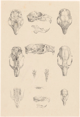 Rodent skulls, Hoytema theo, c. 1890 Canvas Print