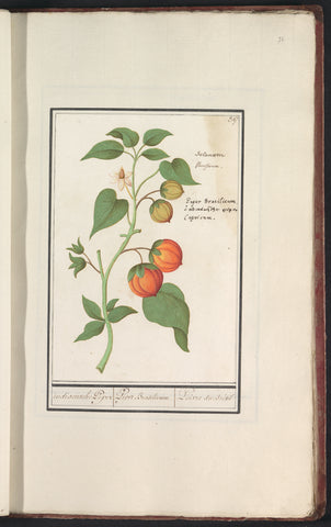 Pepper plant (Capsicum annuum), Anselmus Boëtius de Boodt, 1596 - 1610 Canvas Print