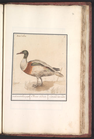 Mountain duck (Tadorna tadorna), Anselmus Boëtius de Boodt, 1596 - 1610 Canvas Print