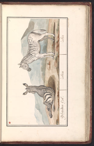 Zebra (Equus quagga), Ducq, 1795 Canvas Print