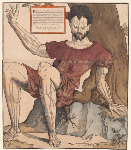 The Veins of the Human Body, Cornelis Anthonisz., 1530 - 1553 Canvas Print