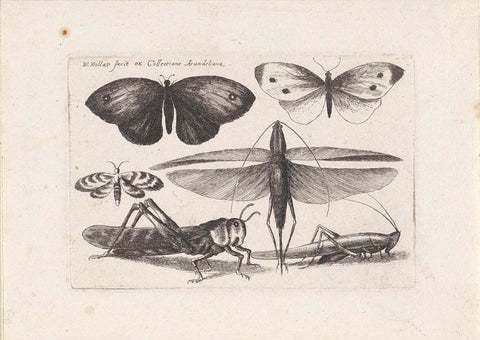 Locusts and Butterflies, Wenceslaus Hollar, 1646 Canvas Print