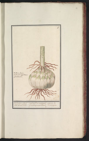 Sphere of the red lily (Lilium), Anselm Boëtius de Boodt, 1596 - 1610 Canvas Print