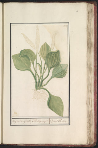 Great plantain (Plantago major), Anselm Boëtius de Boodt, 1596 - 1610 Canvas Print