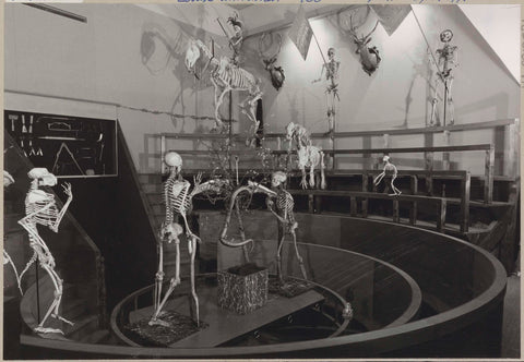 Reconstruction of the Theatrum Anatomicum with instrument case and skeletons of humans and animals, c. 1975 Canvas Print