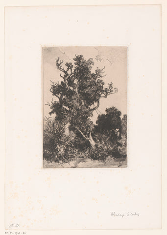 Tree in a landscape, Louis-Adolphe Hervier, 1875 Canvas Print