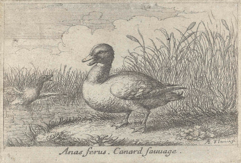 Landscape with mall duck, Albert Flamen, 1659 Canvas Print