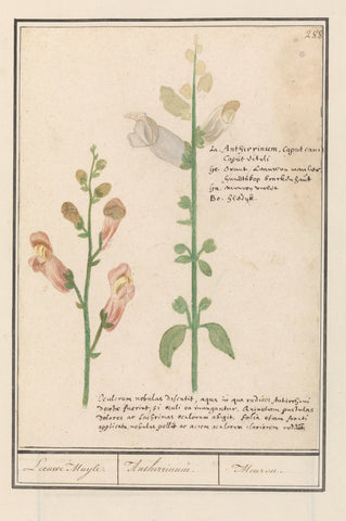 Snapdragon (Antirrhinum), Anselm Boëtius de Boodt, 1596 - 1610 Canvas Print