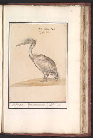 Pelican (Pelicanus), Anselm Boëtius de Boodt, 1596 - 1610 Canvas Print