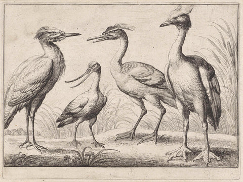 Four wading birds, Wenceslaus Hollar, 1654 Canvas Print